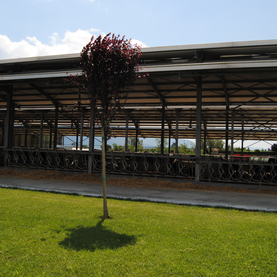 azienda-agricola-vitelli.jpg