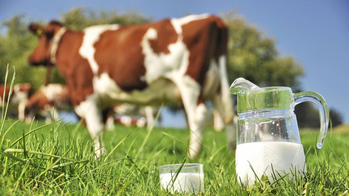 MILK: TYPOLOGIES, NUTRITIONAL VALUES AND LABEL