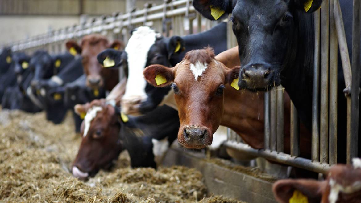 FAO: l’86% degli alimenti per gli animali da allevamento non è commestibile per l’uomo
