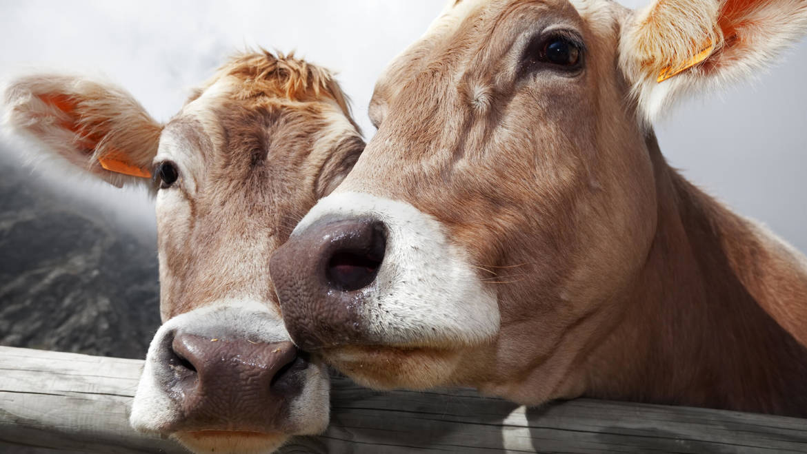 Latte più nutriente dalle mucche felici