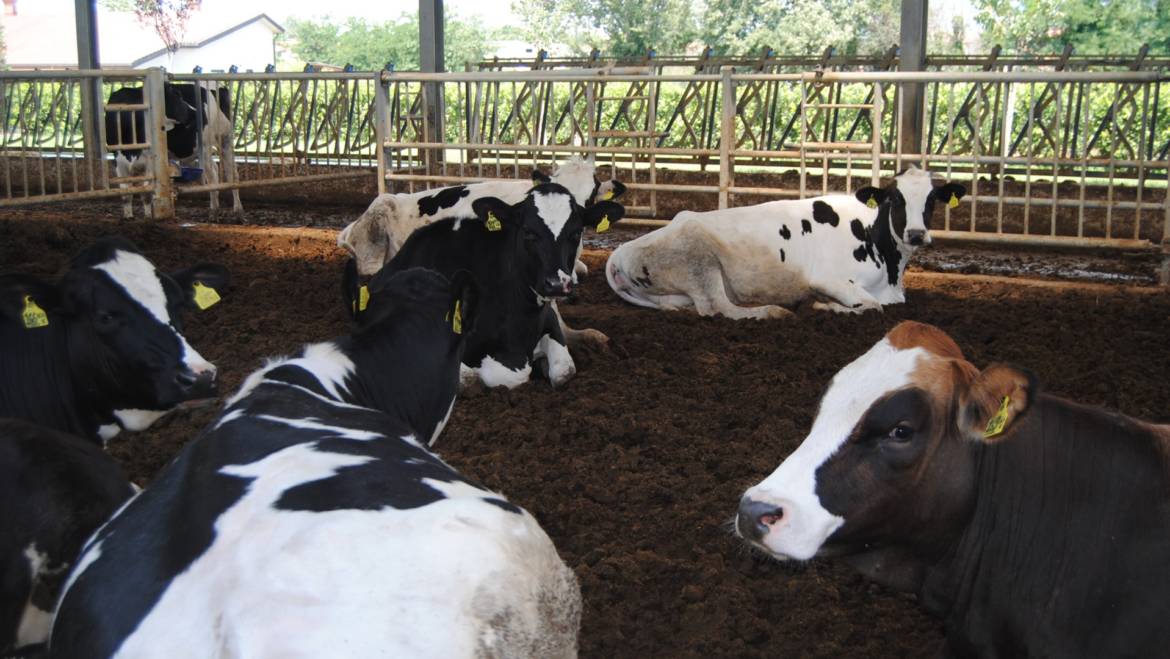 Cosa bisogna sapere sul benessere degli animali