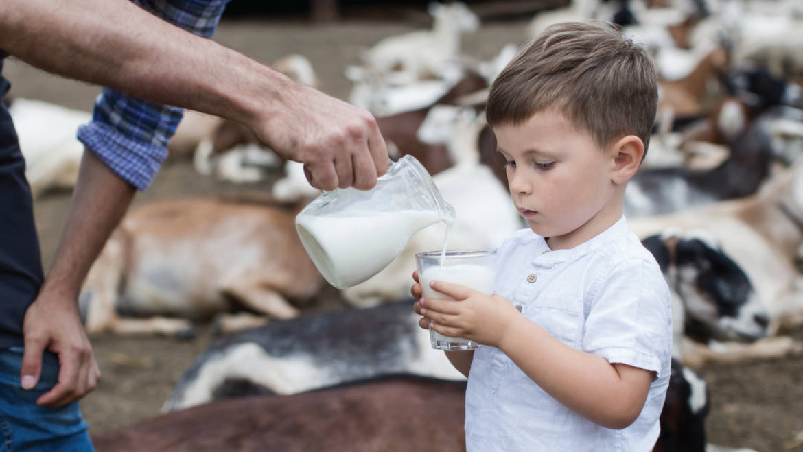 Caratteristiche e proprietà del latte vaccino